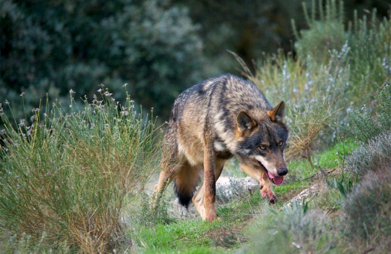 !POR FIN! El lobo ibérico, incluido en el Listado de Especies Silvestres en Régimen de Protección Especial