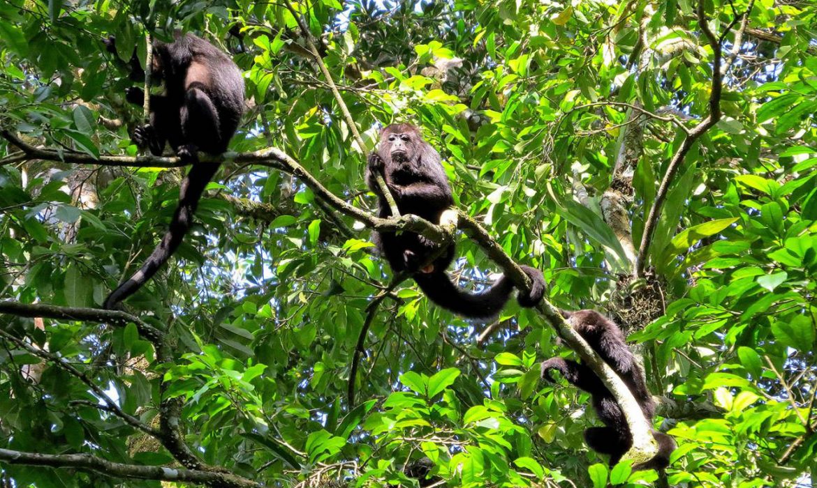 Los monos aulladores utilizan mapas mentales como los humanos para moverse