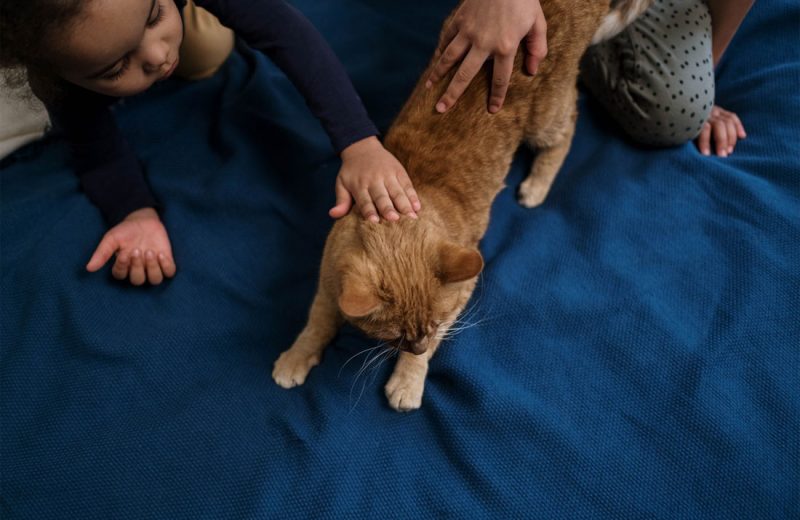 Los gatos adoptados de niños con autismo están menos estresados que el resto de sus congéneres según un estudio
