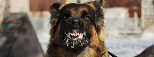 Perro rabia