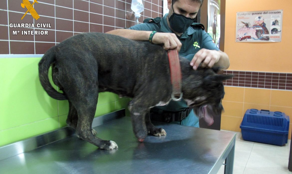 La Guardia Civil de Almería investiga al autor de un delito de maltrato animal y rescata a un perro en pésimas condiciones higiénico – sanitarias