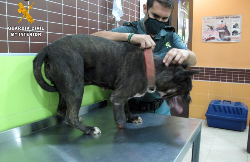 La Guardia Civil de Almería investiga al autor de un delito de maltrato animal y rescata a un perro en pésimas condiciones higiénico – sanitarias