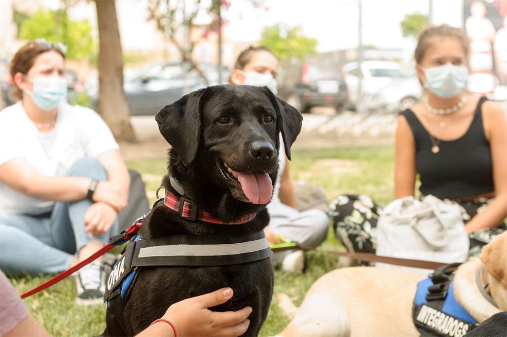 Terapeutas caninos para motivar e integrar a los nuevos estudiantes