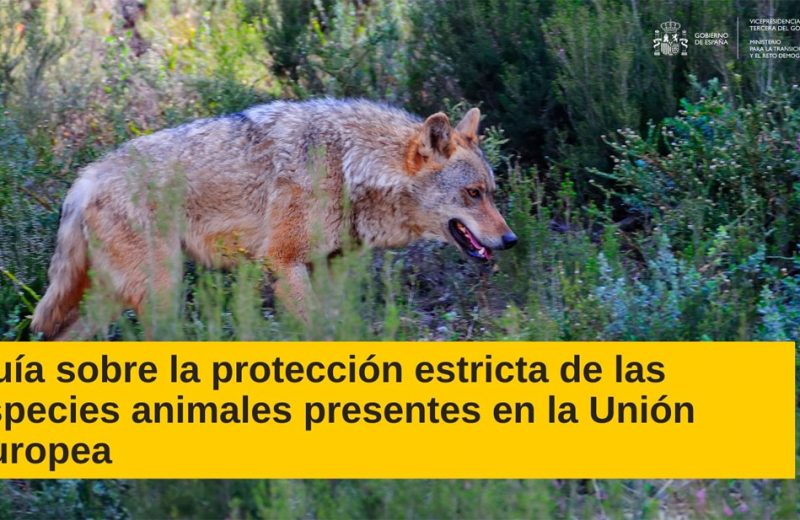 La Guía para la protección estricta de especies animales de la Comisión Europea