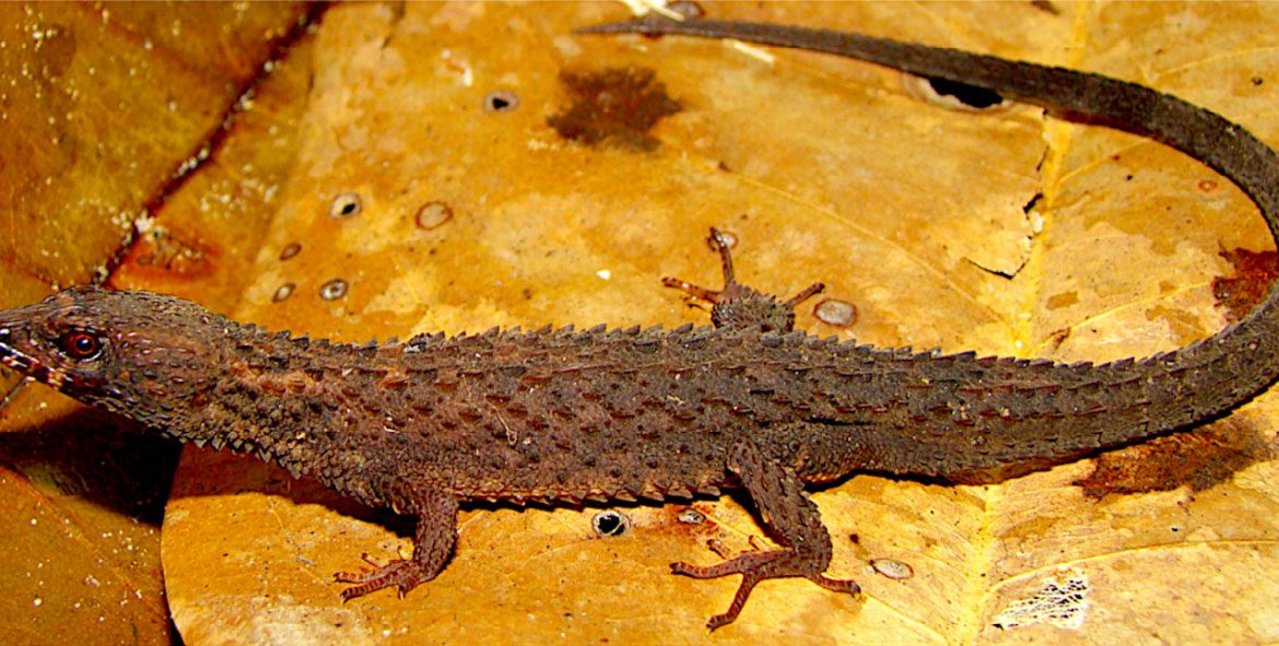 Describen un nuevo género y especie de lagarto en la Amazonia venezolana