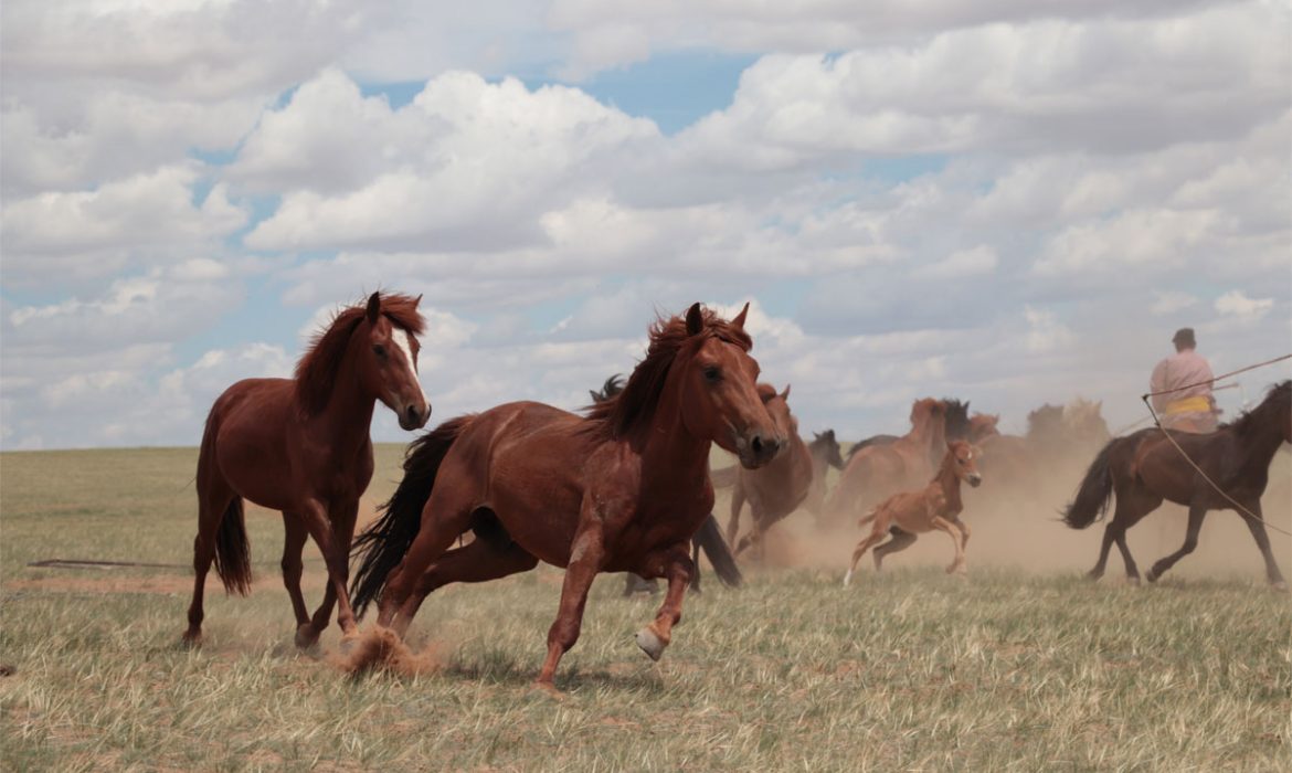 Los caballos modernos fueron domesticados en las estepas al norte del Cáucaso y se extendieron por Asia y Europa