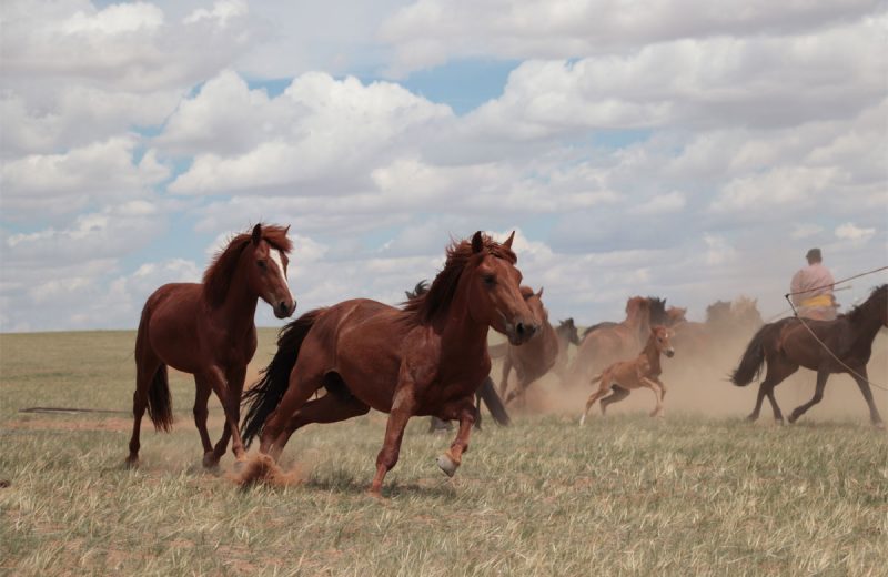 Los caballos modernos fueron domesticados en las estepas al norte del Cáucaso y se extendieron por Asia y Europa