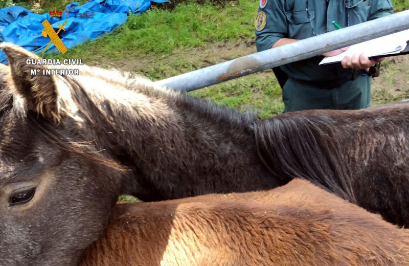 El SEPRONA de la Guardia Civil de Torrelavega (Cantabria) encuentra 7 terneros y 2 caballos muertos en una explotación ganadera de Quijas