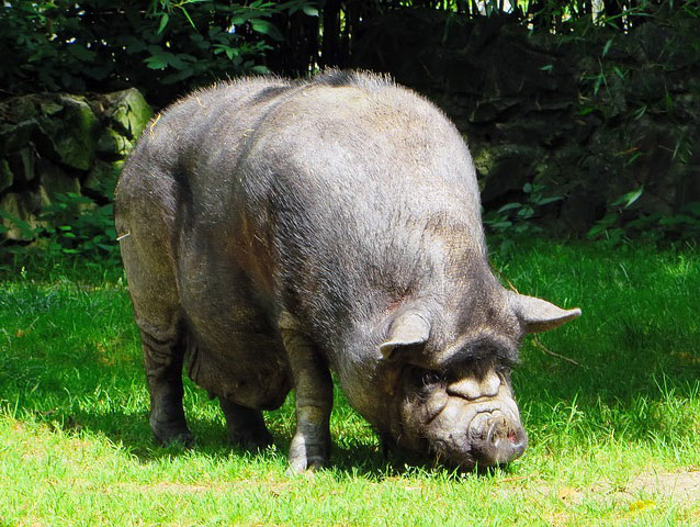 Plan de control del cerdo vietnamita como especie invasora en Cataluña