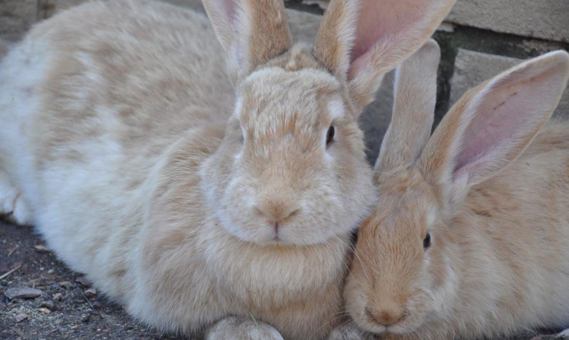 Los conejos gigantes corren riesgos de fracturas inusuales en las patas
