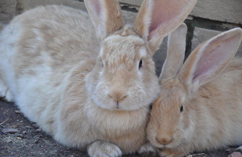 Los conejos gigantes corren riesgos de fracturas inusuales en las patas