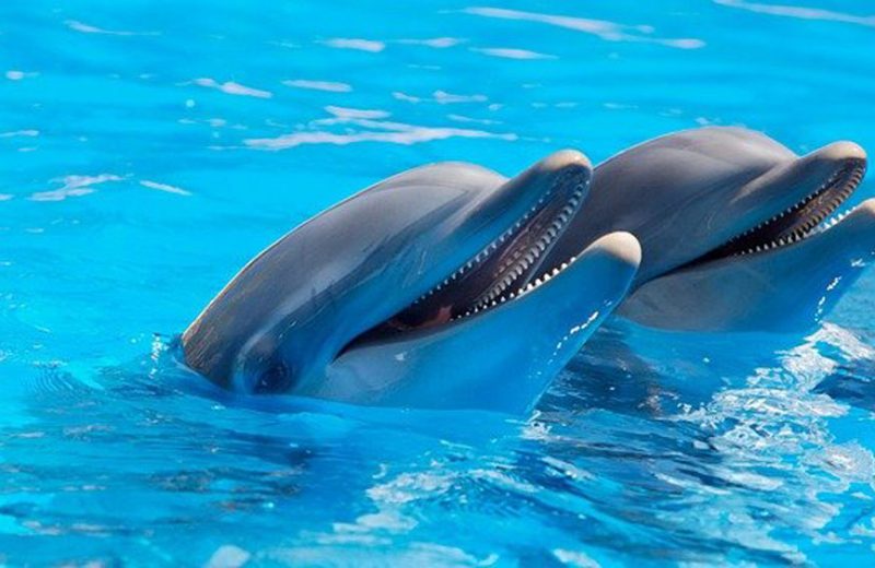 Senadores de APDDA proponen la extinción programada de los delfinarios y la protección de los cetáceos
