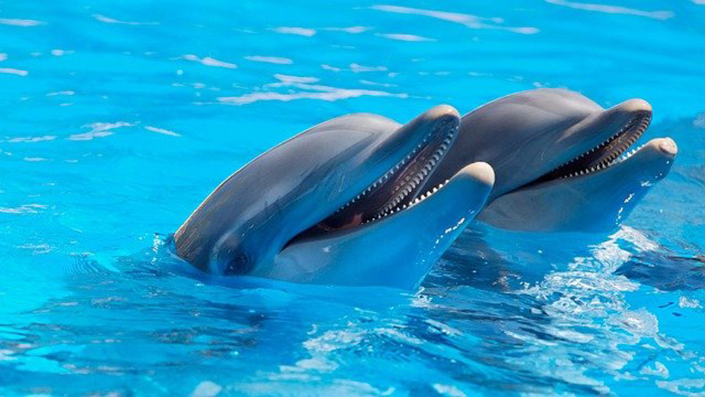 Senadores de APDDA proponen la extinción programada de los delfinarios y la protección de los cetáceos