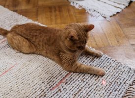 El uso de punteros láser para jugar con gatos es inadecuado