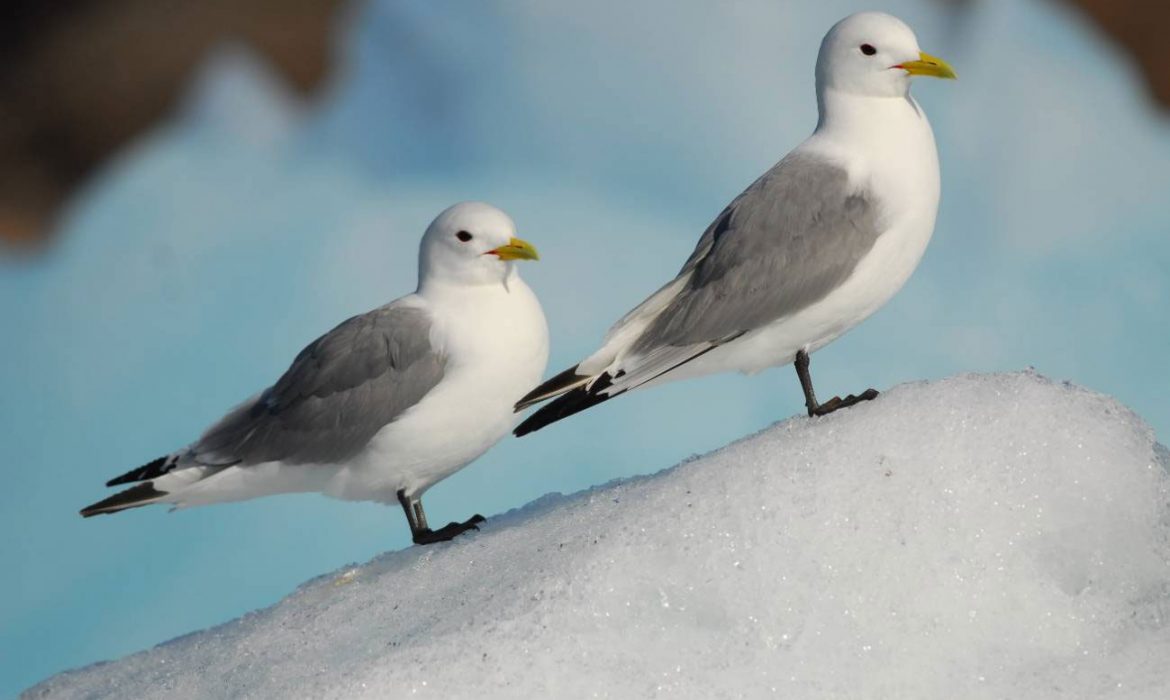 La desaparición del hielo en el Ártico amenaza las poblaciones de aves marinas