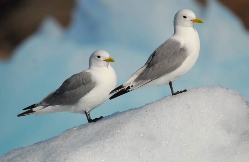 La desaparición del hielo en el Ártico amenaza las poblaciones de aves marinas