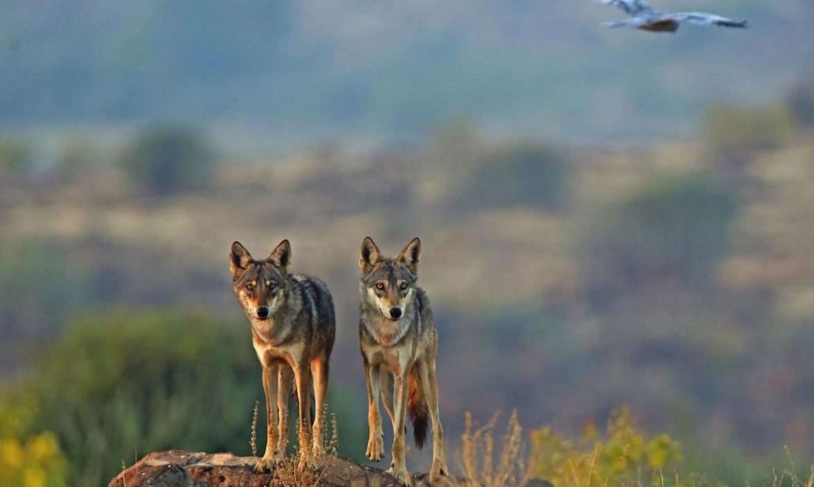 El lobo indio entre los lobos más distintos y en peligro de extinción del mundo