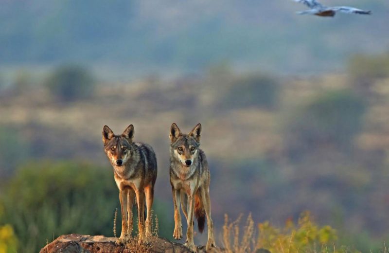 El lobo indio entre los lobos más distintos y en peligro de extinción del mundo