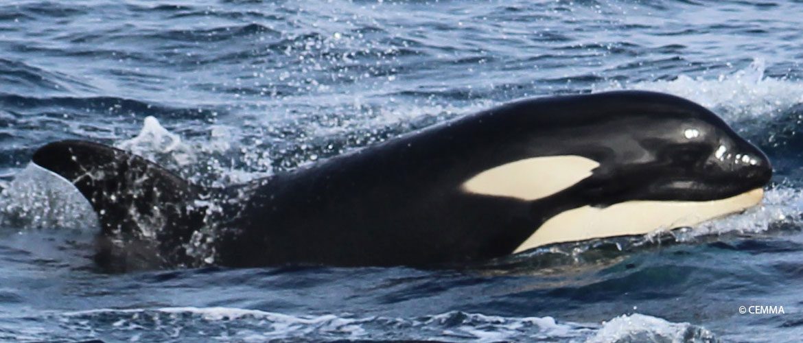 El MITECO pone en marcha un estudio sobre la interacción de orcas con embarcaciones para la propuesta de medidas de prevención y actuación