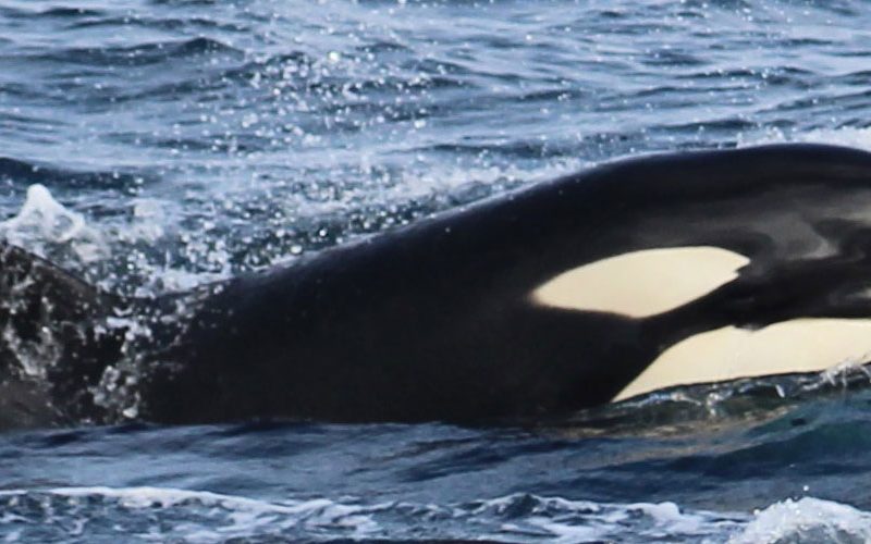 El MITECO pone en marcha un estudio sobre la interacción de orcas con embarcaciones para la propuesta de medidas de prevención y actuación