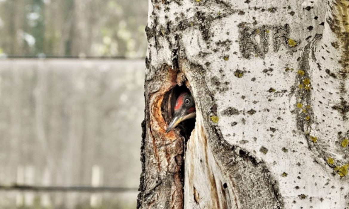 El trabajo de los pájaros carpinteros incrementa la biodiversidad de los parques urbanos