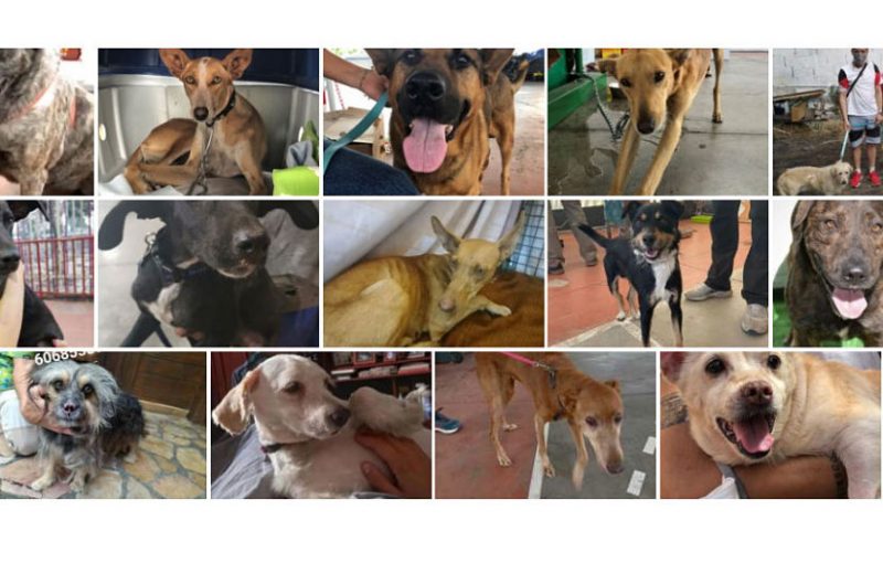 Crean una página para ayudar a encontrar a los dueños de las mascotas perdidas en la Palma