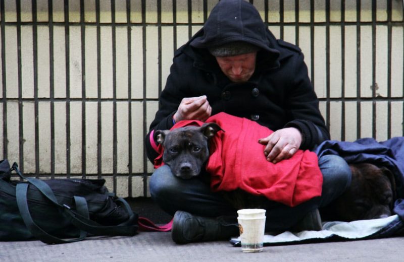 Las mascotas de las personas sin hogar están tan sanas como las del resto
