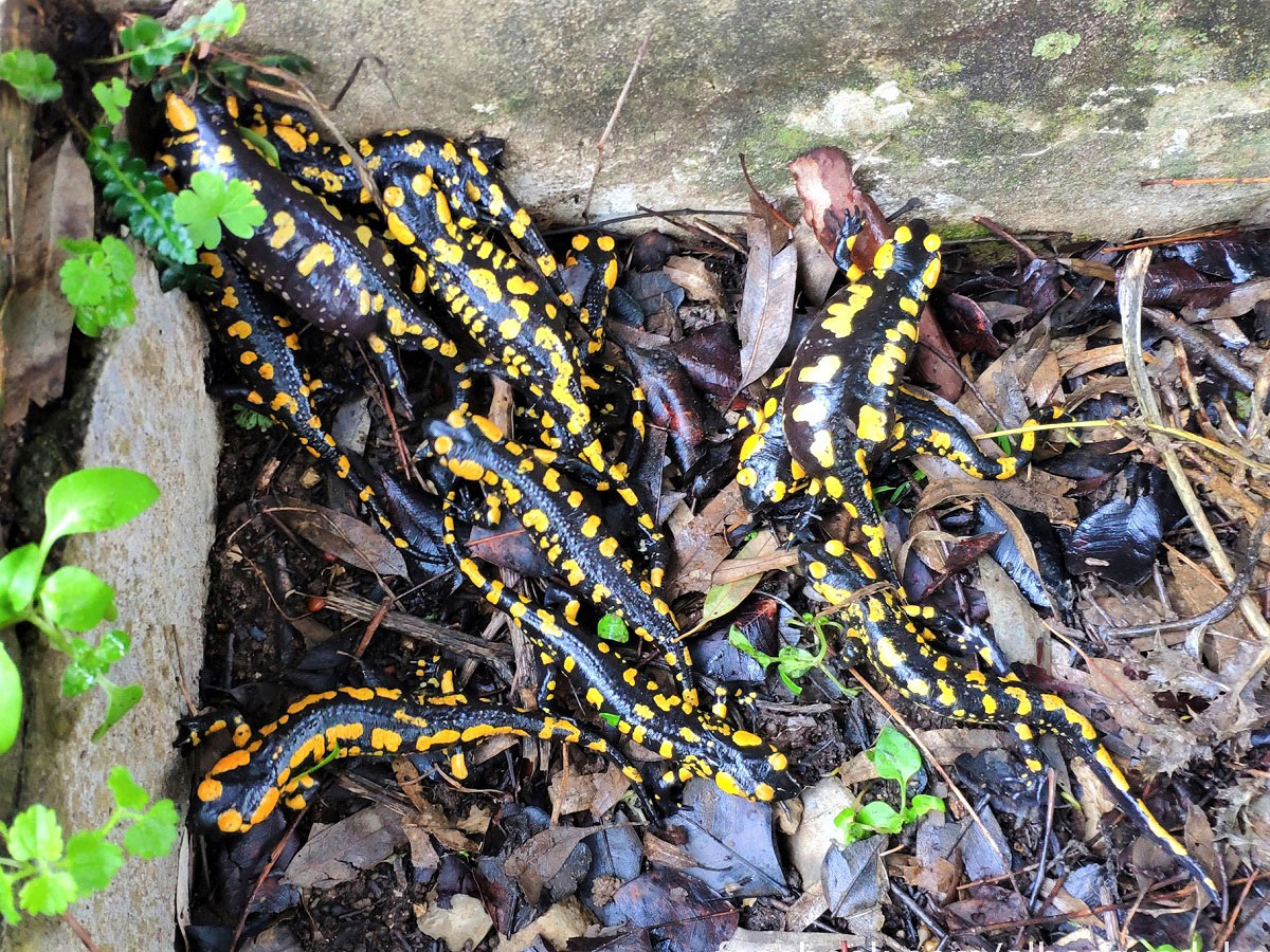Salamandras aljibe