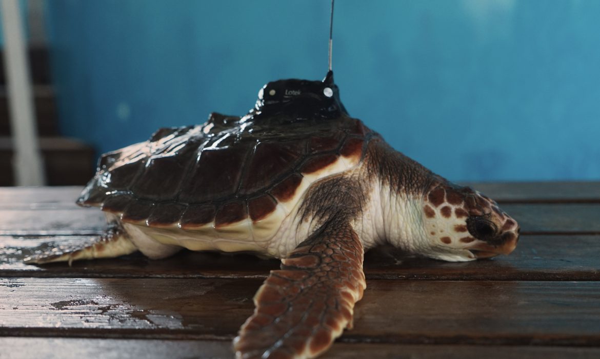 Las doce tortugas marinas del nido de Cullera vuelven al mar