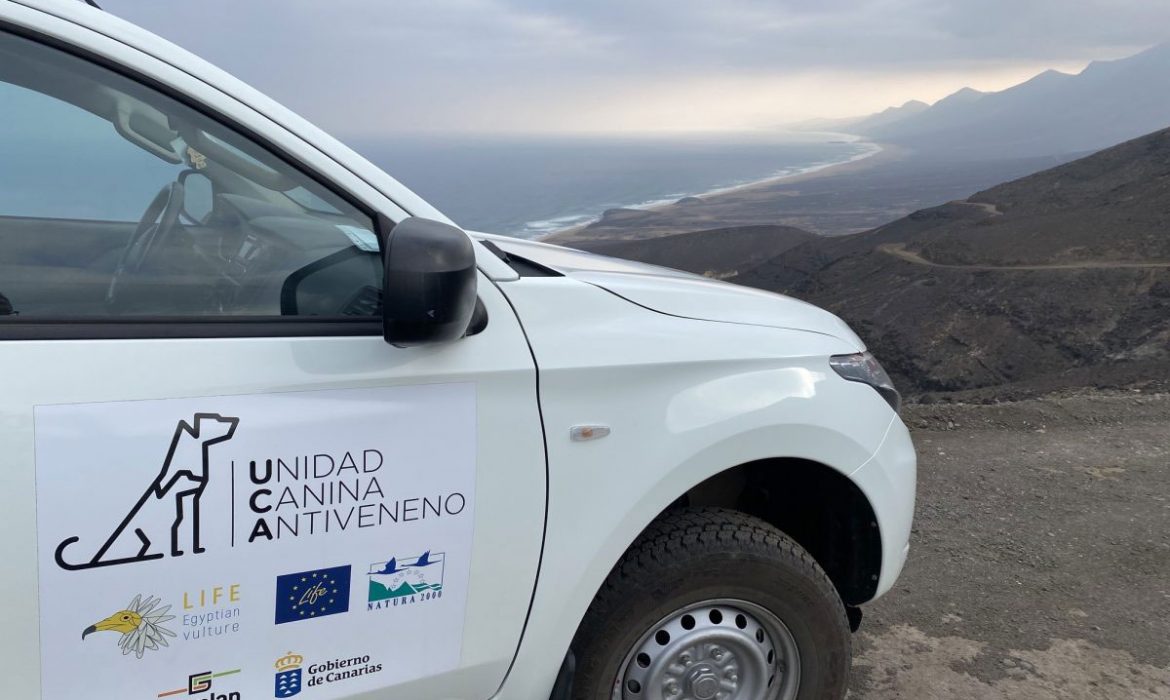 Transición Ecológica activa un protocolo de búsqueda y detección de veneno en Cofete (Canarias)
