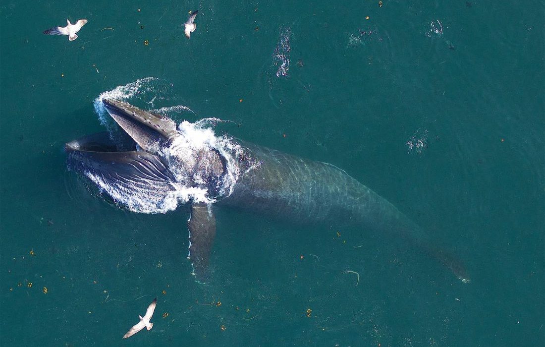 Las ballenas barbadas gigantes comen (y defecan) tres veces más de lo que se creía