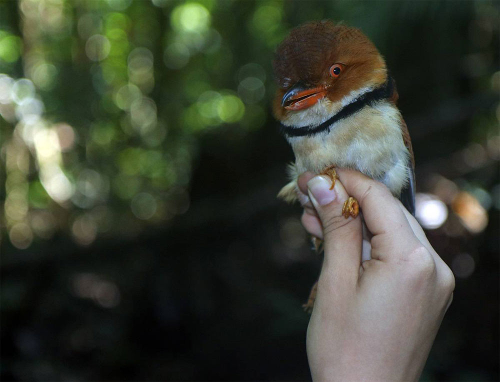 Buco Un Buco Musiú (Bucco Capensis), pájaro representativo del sotobosque amazónico. / Vitek Jirinec