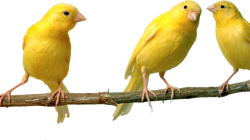 Curiosidades sobre los canarios