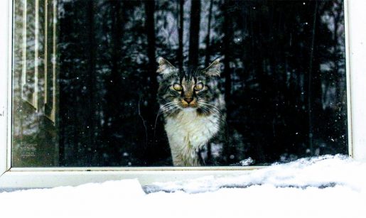 Gatos frío
