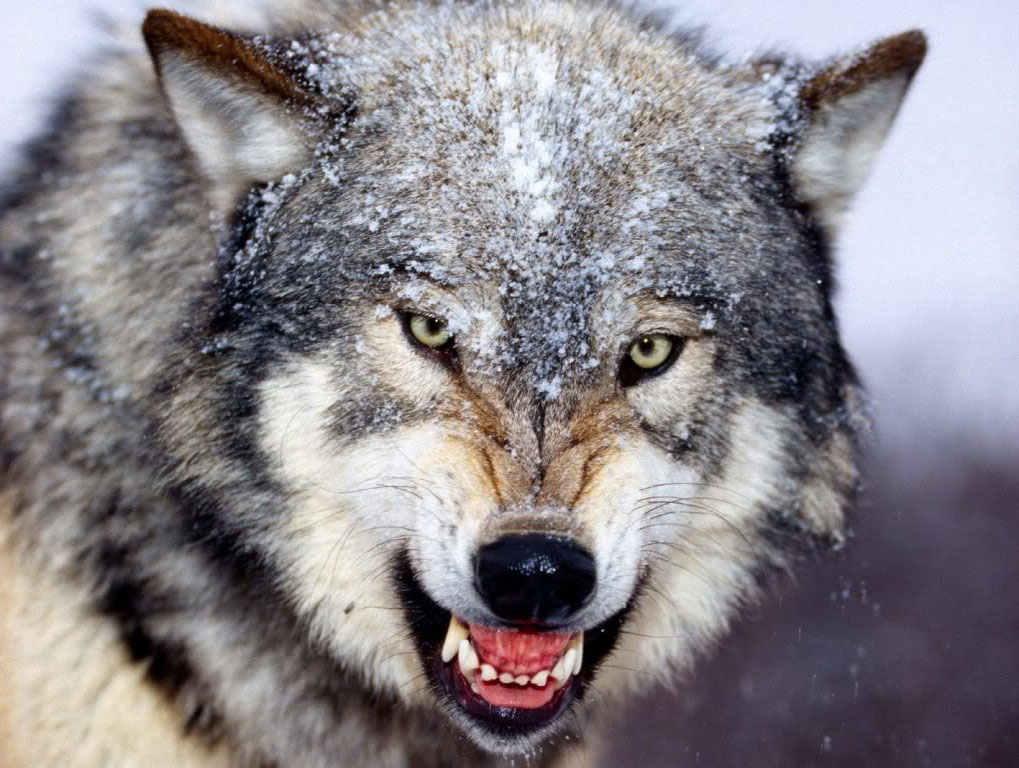 Lobo amenazante