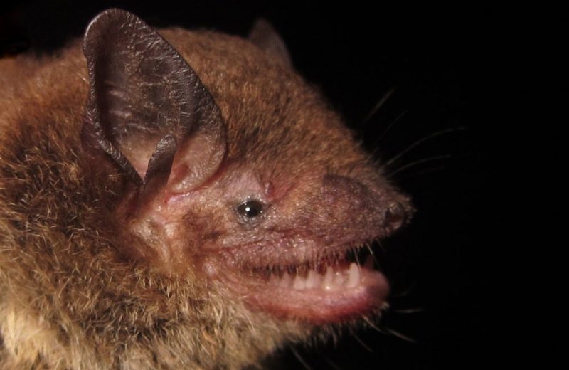 Entre los murciélagos, la capacidad de tener gemelos aparece asociada a una menor longevidad