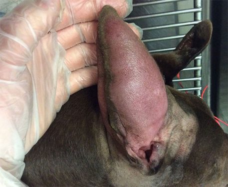 Otohematoma