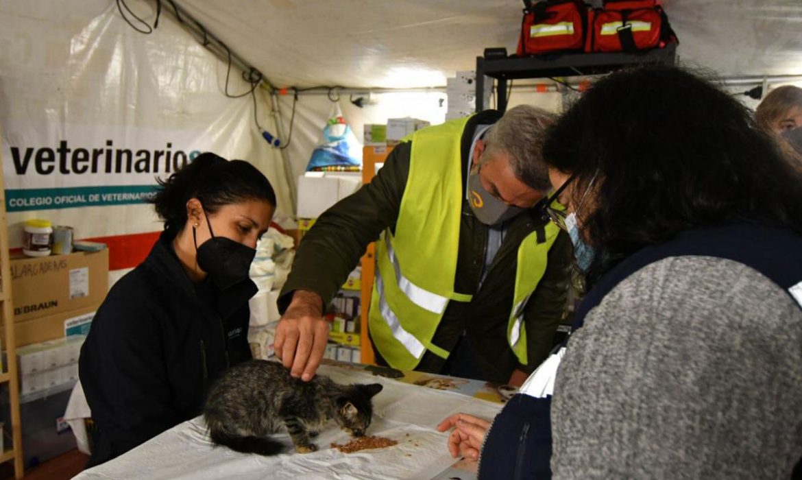 Los veterinarios han acogido a 3.500 animales domésticos “desalojados” por el volcán