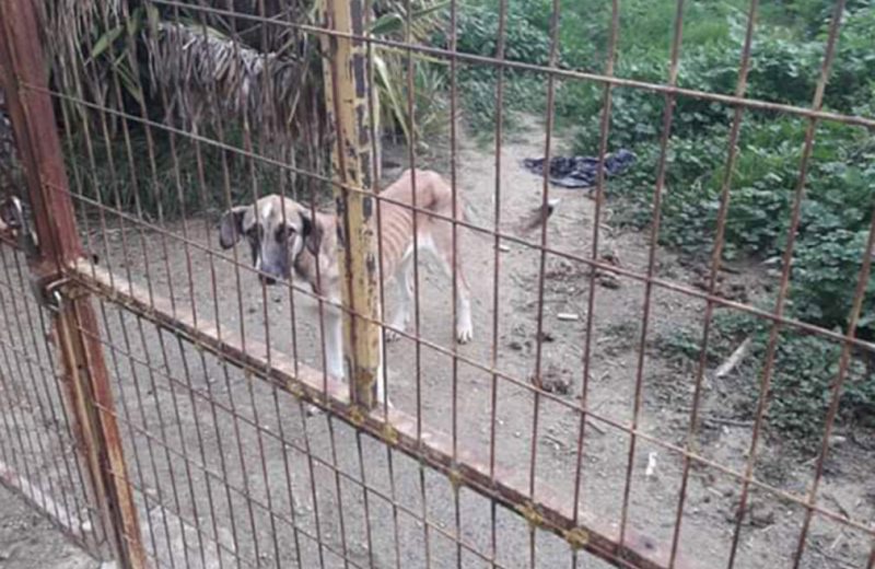 Condenan a una propietaria que abandonó a sus dos perros en un solar de Belicena, a la que el Ayuntamiento denunció por maltrato animal