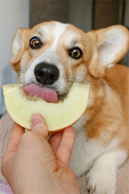 Perro comiendo melón