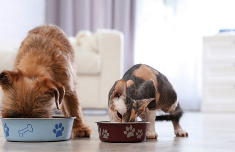 Recetas sencillas de comida casera para perros y gatos