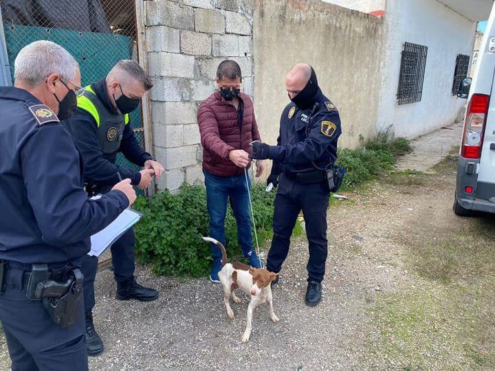 Rescatados 39 perros en Xátiva en condiciones insalubres