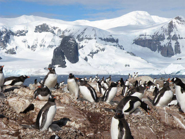 Las plumas de los pingüinos de la Antártida concentran altos niveles de mercurio