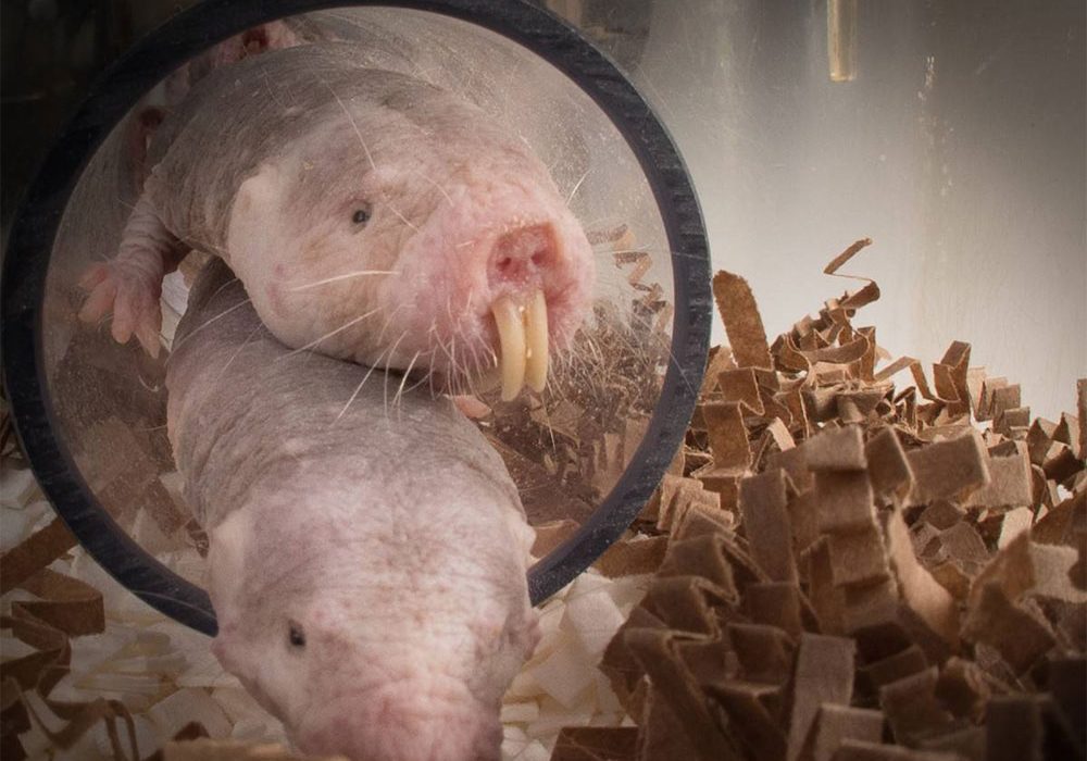 Las ratas topo desnudas pueden esconder un secreto en termoregulación