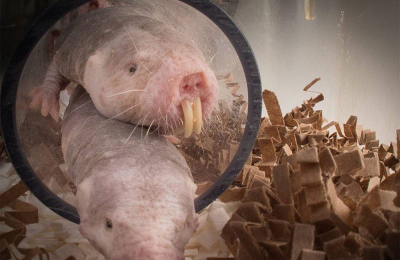 Las ratas topo desnudas pueden esconder un secreto en termoregulación