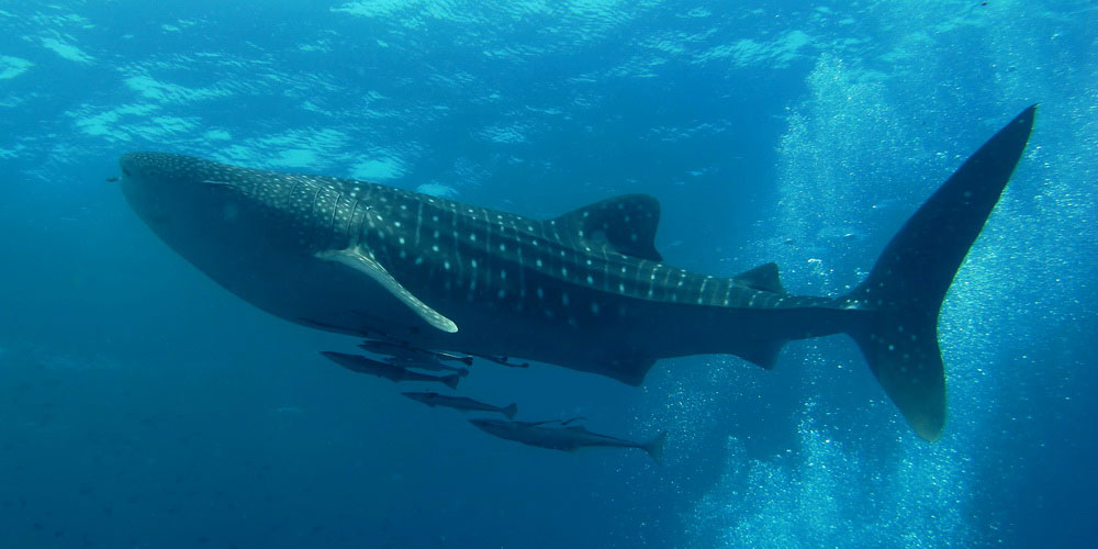 Un estudio de la conectividad genética de los tiburones ballena en el Pacífico de Panamá revela datos importantes para los esfuerzos de conservación