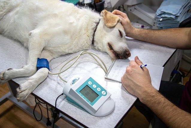 APDDA propone rebajar el IVA veterinario al diez por ciento por razones de salud pública