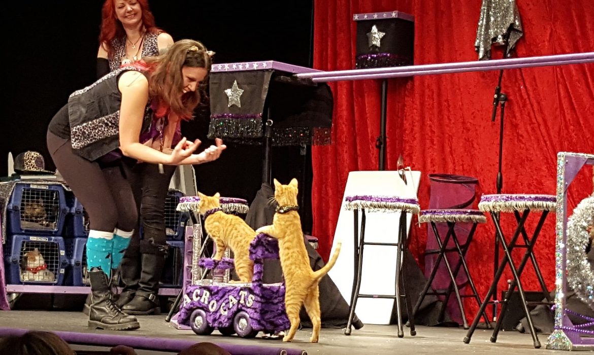 ACRO-CATS una compañía de circo formada por gatos domésticos