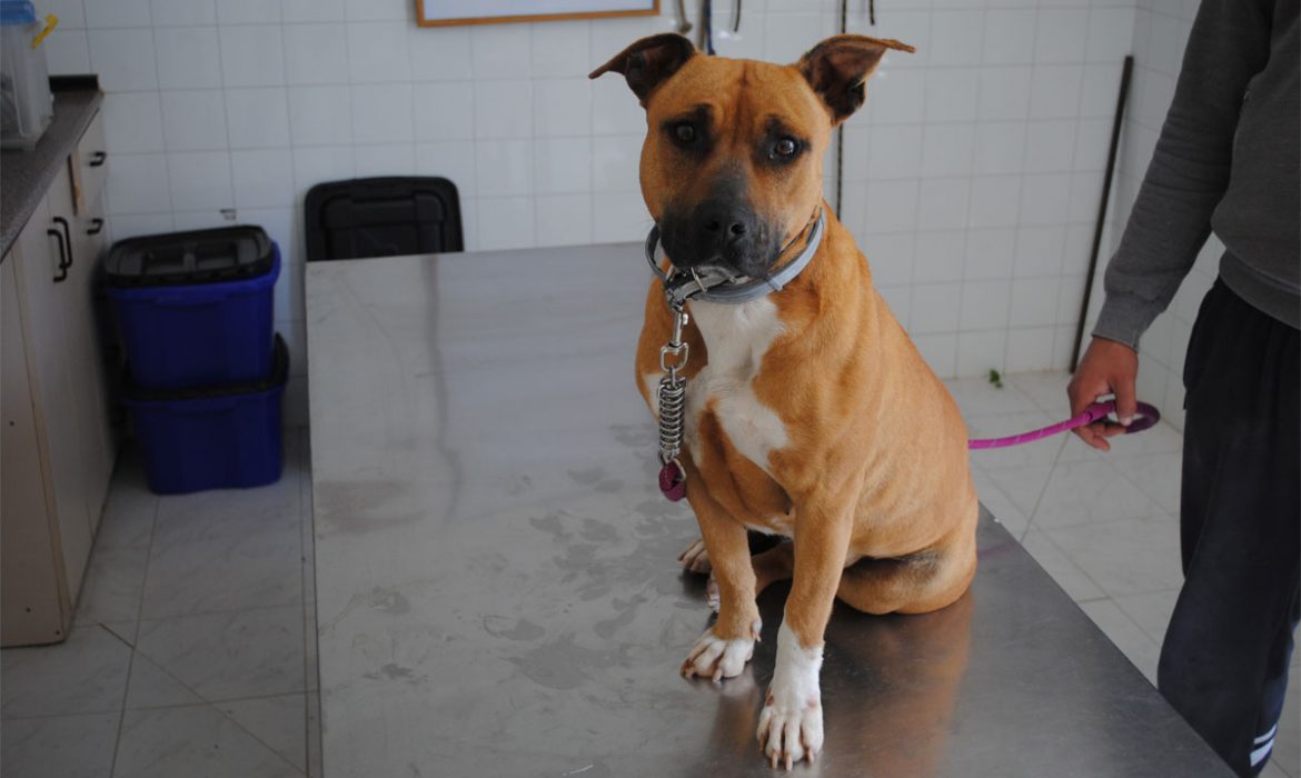La diputación de Zaragoza busca hogar para los 70 perros que acoge su centro de protección animal