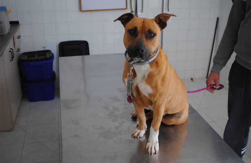 La diputación de Zaragoza busca hogar para los 70 perros que acoge su centro de protección animal